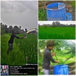 Application of Cow based bio-culture in paddy