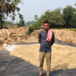 Organic Paddy without use of chemical fertilizers