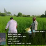 Regular application of Bio-culture in paddy